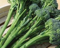 Kål Broccoli. Tenderstem Inspiration F1, rigtig aspargesbroccoli.