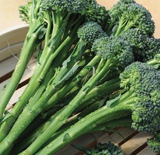 Kål Broccoli. Tenderstem Inspiration F1, rigtig aspargesbroccoli.
