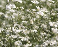 Brudeslør Gypsophila elegans Sommerbrudeslør