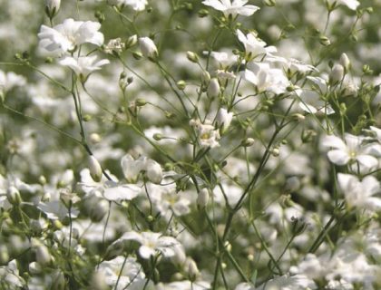 Brudeslør Gypsophila elegans Sommerbrudeslør