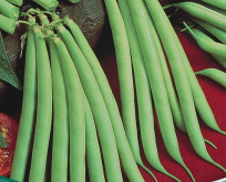 Bønne brydbønne, tidlig haricot vert type, Provider