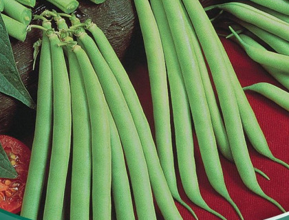 Bønne brydbønne, tidlig haricot vert type, Provider