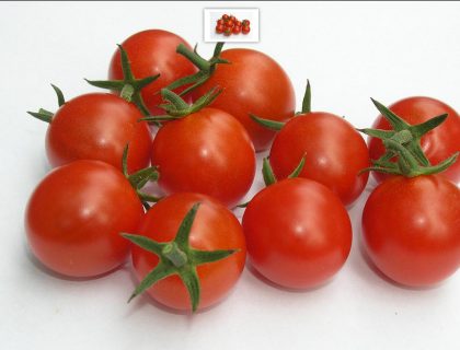 Tomat, Favorita F1 Cherrytomat