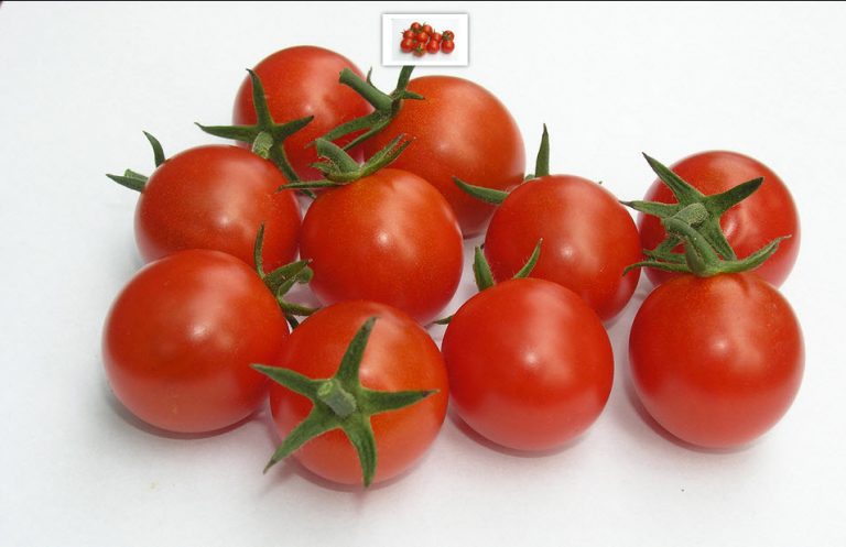 Tomat, Favorita F1 Cherrytomat