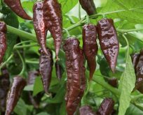 Chili Naga black
