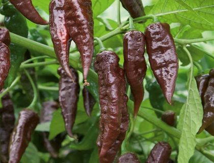Chili Naga black