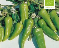 Chili peber, padron, økologiske frø