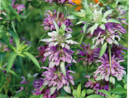 Hestemynte Citron, Bergamot Monarda stor pose.