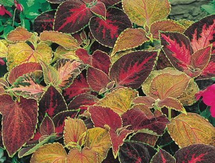 Coleus, paletblad, flame dancers