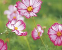 Cosmos Picotee, stolte kavaler
