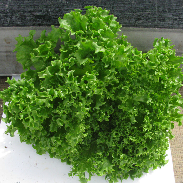 Crispy salat, Crispenza