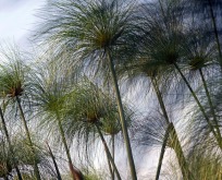 Cyperus Alternifolius, Cyperngræs, kattegræs