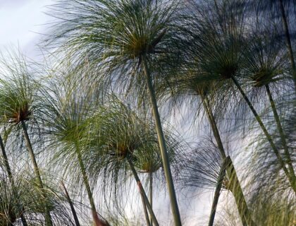 Cyperus Alternifolius, Cyperngræs, kattegræs