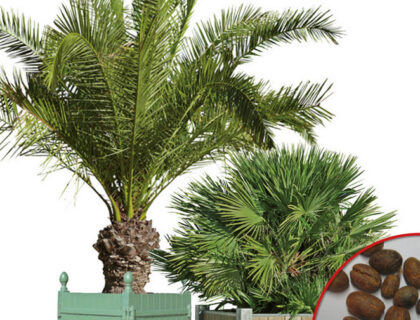 Palme frø, Daddelpalme, Phoenix dactylifera