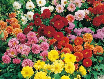 Dahlia Georginer, Figaro Mixed. Mix af farver og sorter.