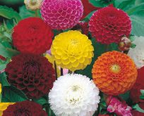 Dahlia variabilis Pompon Mix