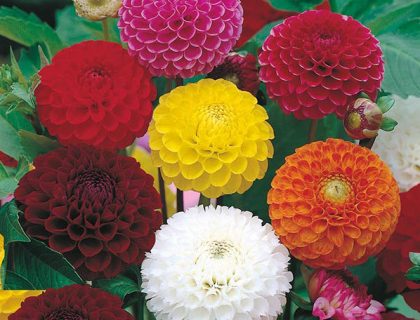 Dahlia variabilis Pompon Mix