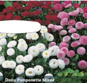 Tusindfryd, Daisy Pomponette Mixed