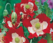 Valmue Papaver Danebrog Opiumsvalmue