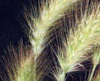 Pennisetum villosum, Dungræs