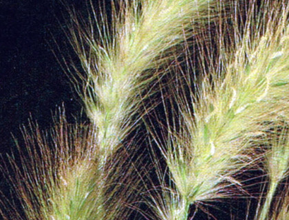 Pennisetum villosum, Dungræs