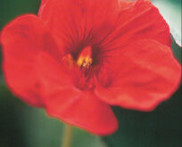 Nasturtium, Tropaeolum, Blomsterkarse, Impres of India, lav mørkerød