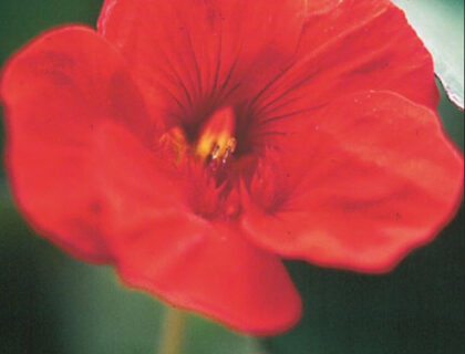 Nasturtium, Tropaeolum, Blomsterkarse, Impres of India, lav mørkerød