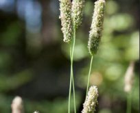 Engrottehale, Timotej, Phleum pratense Dekorationsgræs, stor pose