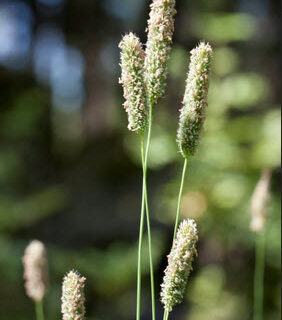 Engrottehale, Timotej, Phleum pratense Dekorationsgræs, stor pose