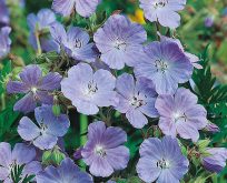 Engstorkenæb frø, Geranium pratense