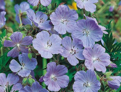 Engstorkenæb frø, Geranium pratense