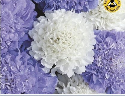 Enkeblomst SCABIOUS Musical Prelude