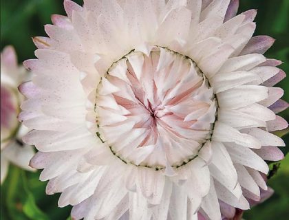 Evighedsblomst, kæmpe pink. papirblomst