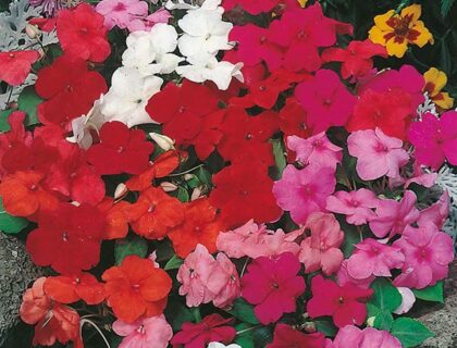 Flittig Lise. Safari Mixed F2 hybrid. Enkelt blomst.