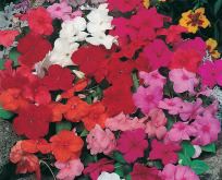 Flittig Lise, Impatiens wal. Safari Mix F2. Enkelt.