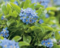 Forglemmigej mark, blå Myosotis arvensis