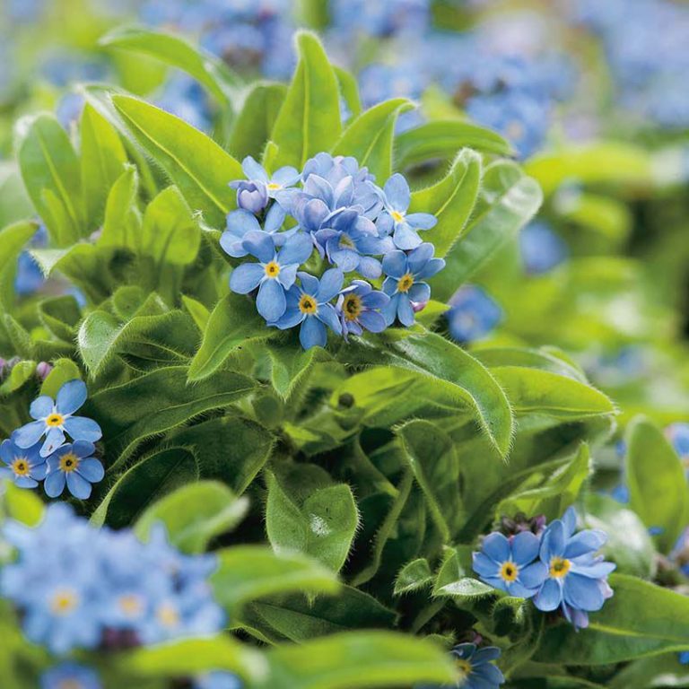 Forglemmigej mark, blå Myosotis arvensis
