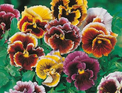 Viola Frou Frou mix stedmoder – mix af farver.