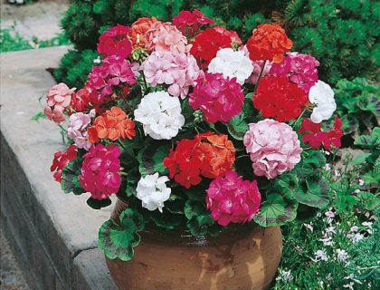 Geranium Mophead Mix F1