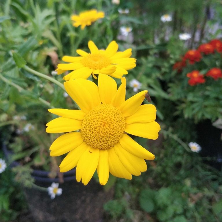 Gul okseøje, Glebionis segetum