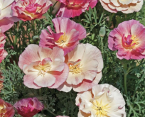 Guldvalmue, Appleblossom Pink Californian Poppy