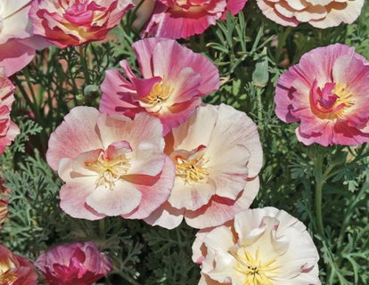 Guldvalmue, Appleblossom Pink Californian Poppy