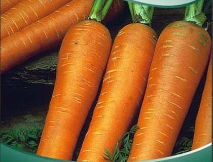 Gulerod Vinter Flakker 2, såbånd