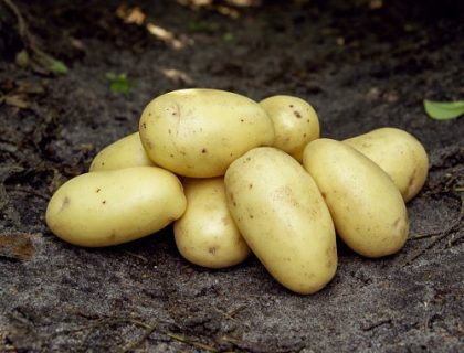 Læggekartoffel Gwenne middelsen