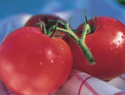 Tomat Driv/friland harzfeuer f1 tidlig robust