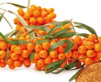 Havtorn, Hippophae rhamnoides frø