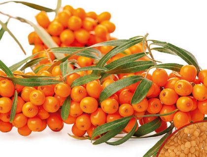 Havtorn, Hippophae rhamnoides frø