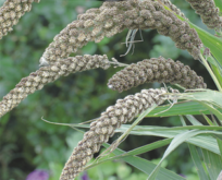 Hirse, Foxtail Hylande