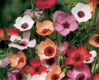Hør, mix af farver. Linum grandiflora, hvid, rød gul og pink