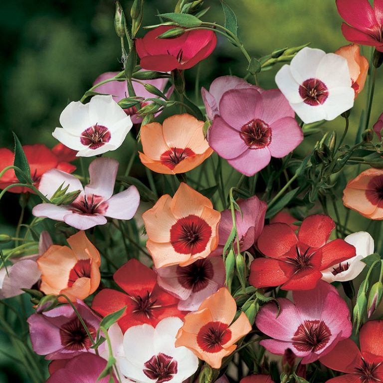 Hør, mix af farver. Linum grandiflora, hvid, rød gul og pink